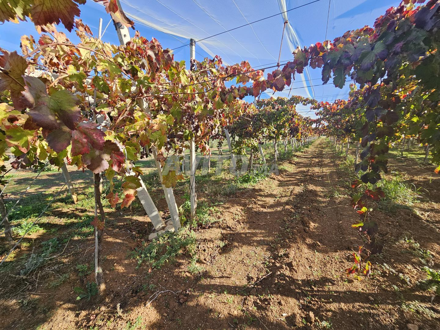 Ferme de luxe à vendre à Meknès – 6,5 Hectares