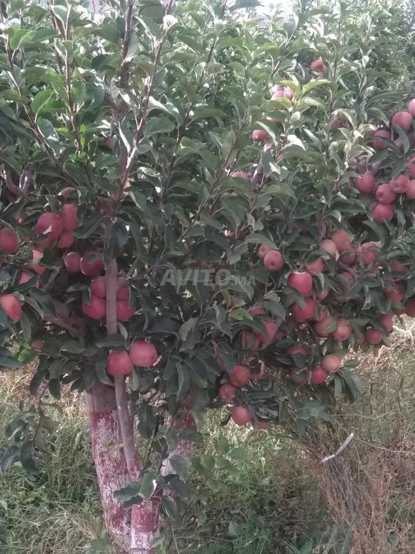 Vente exploitation agricole 12ha à Midelt