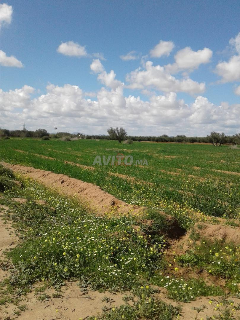 Vente Terrain agricole de 40303 m2 à Marrakech
