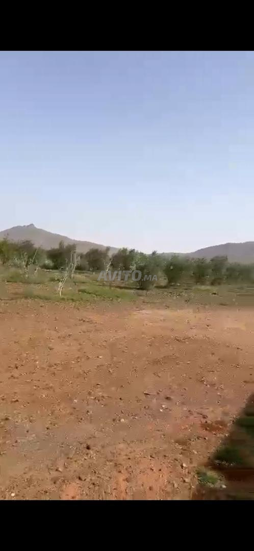 Ferme à Vendre 2 H 2500 M² Bourrous Marrakech