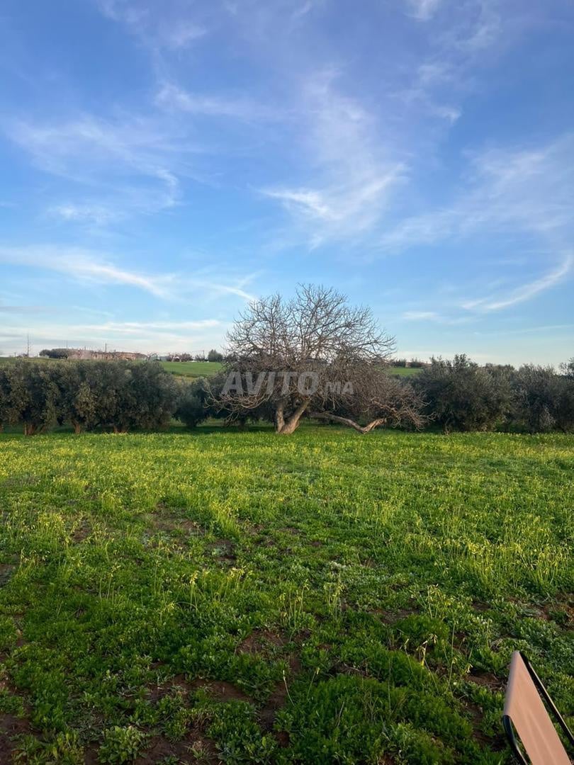 Terrain agricole équipé de 4 hectares à vendre près de Tiflet