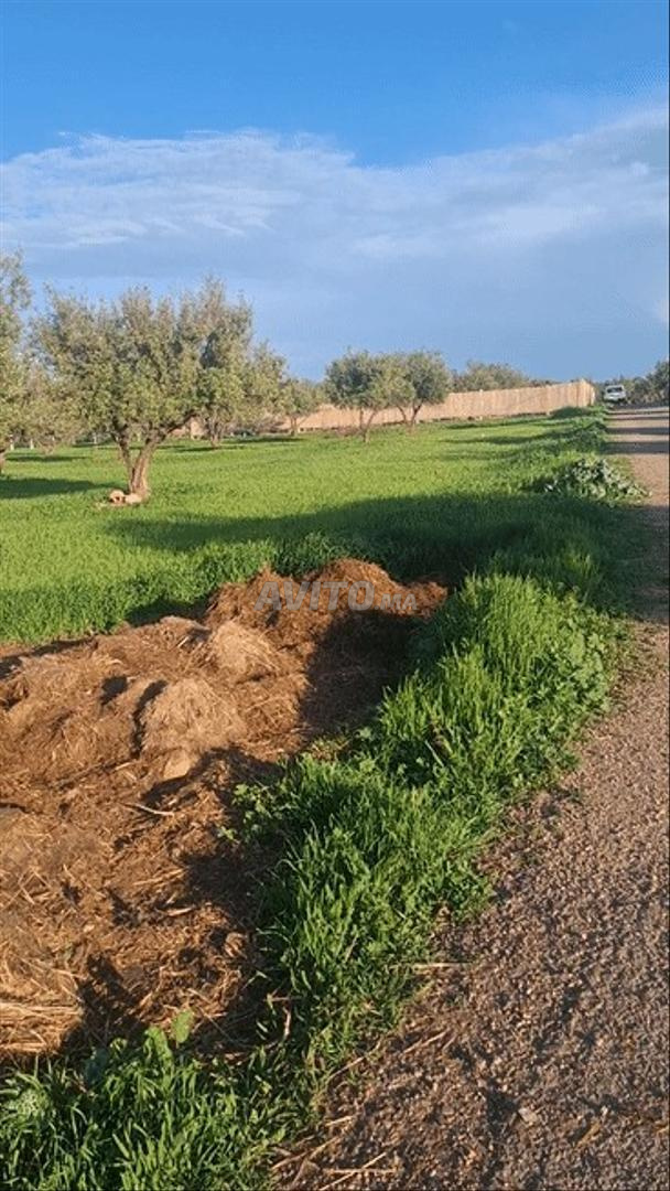 Terrain Agricole à Vendre أرض فلاحية للبيع
