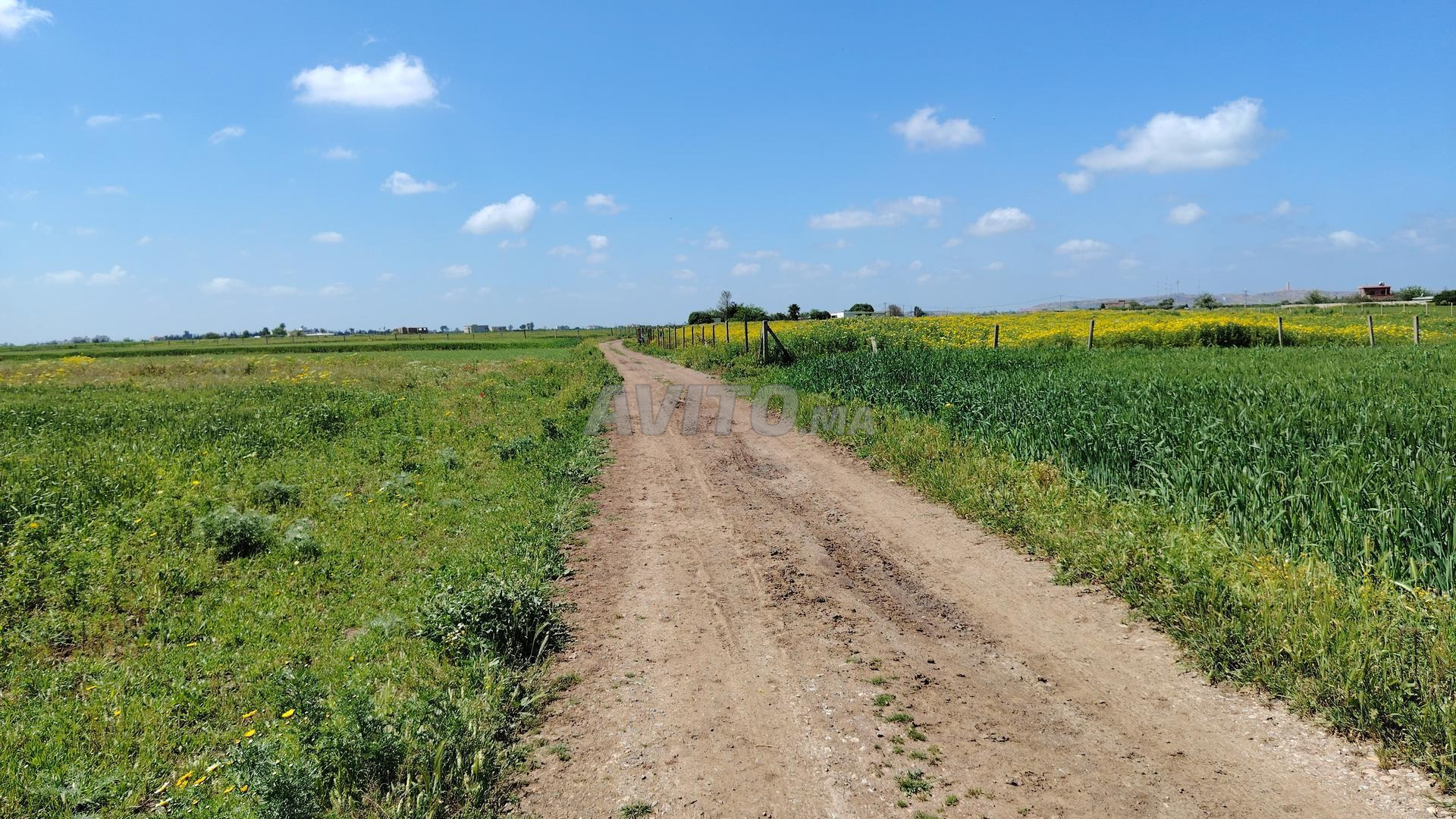 1.15 ha titré à Ain Laksab Benslimane