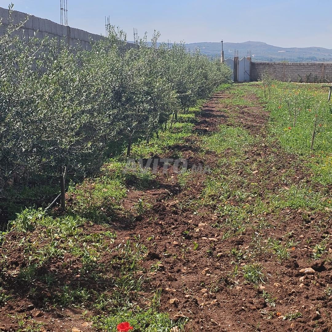 À vendre terrain titré avec oliviers et amandiers