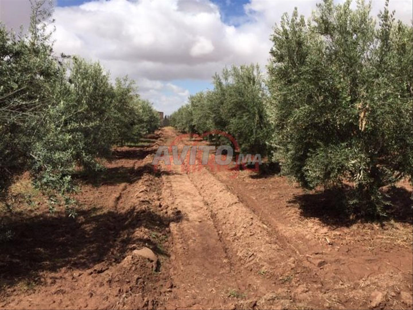 Vente Ferme de 50000 m2 à Marrakech