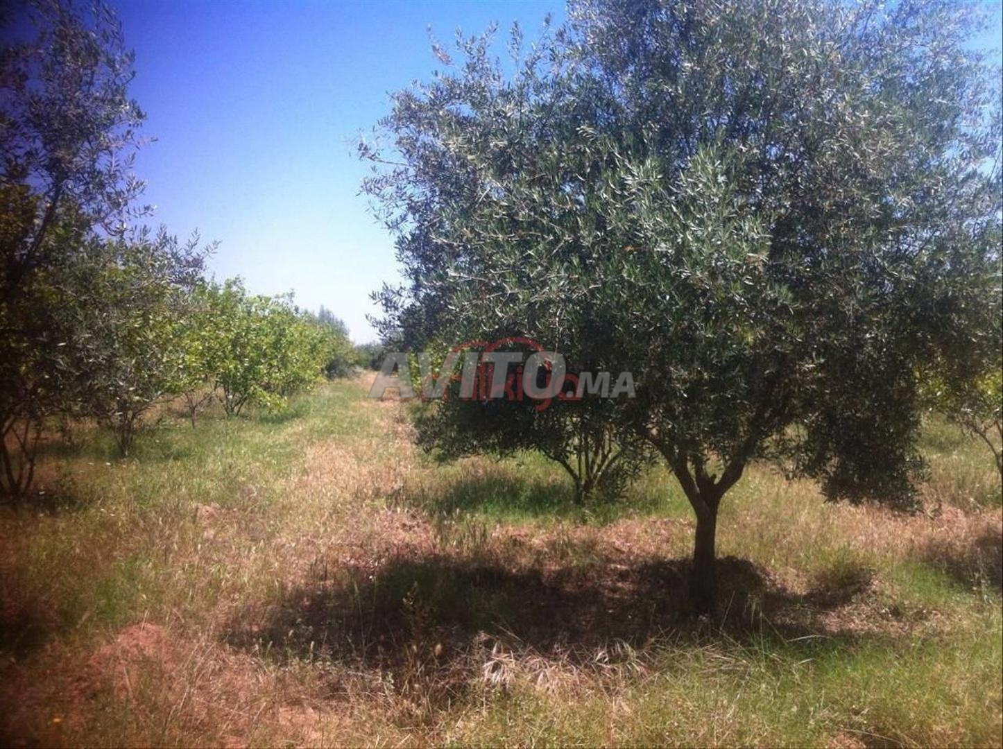 Vente Terrain nu de 8268 m2 à Marrakech