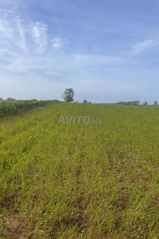 Terrain à vendre 3 Hectares titré à 35 min de Casa