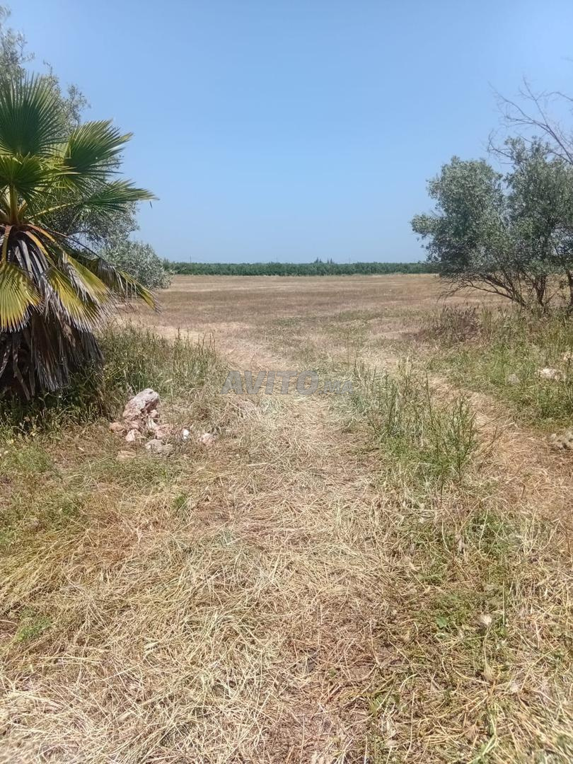 TERRAIN AGRICOLE A VENDRE DE 7 ha