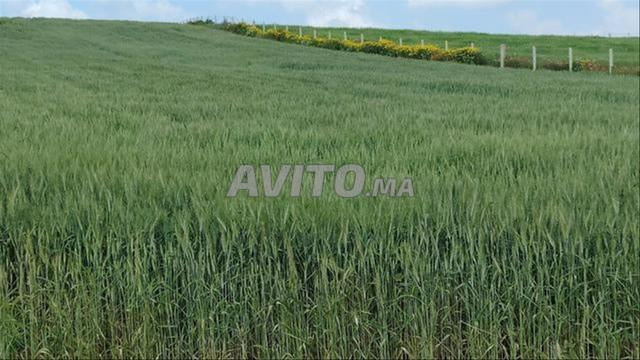 Terrains titrés à vendre | Bir Jdid