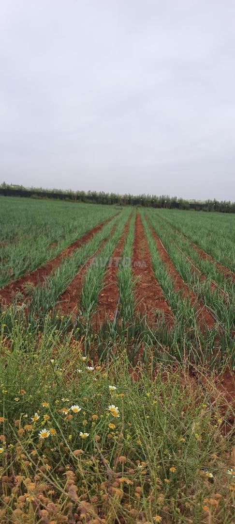 8 hectares à vendre