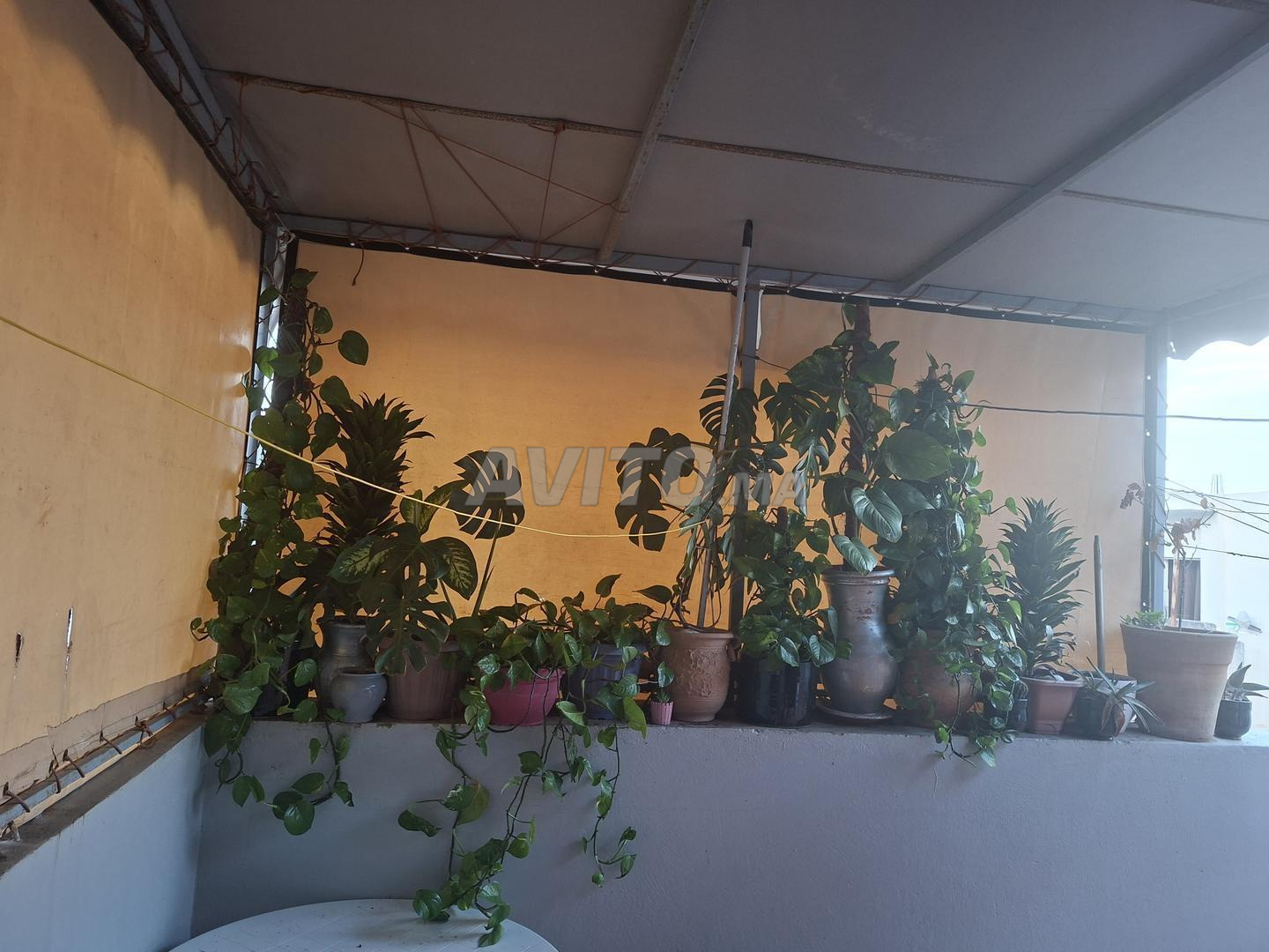 Vente d'un ensemble de plantes d'intérieur
