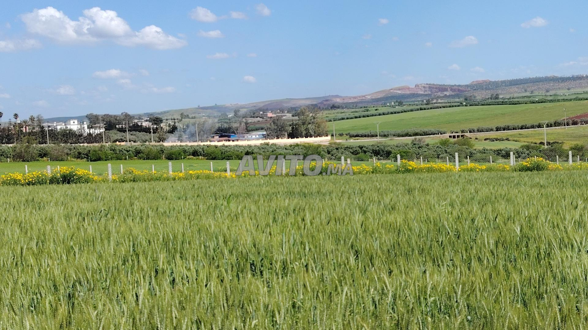 Vente de terrains et fermes — Tnine Chtouka