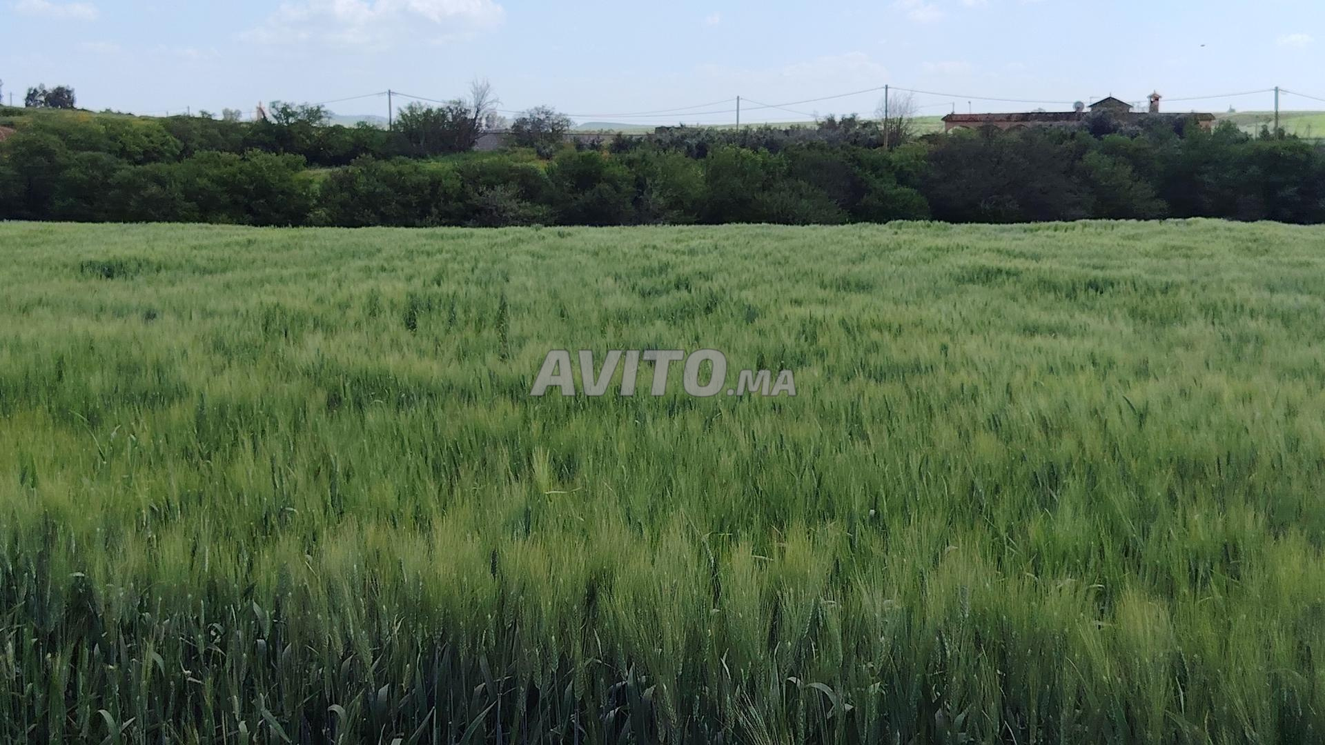 Vente de terrains conservés avec vue sur mer — Sidi Rahal