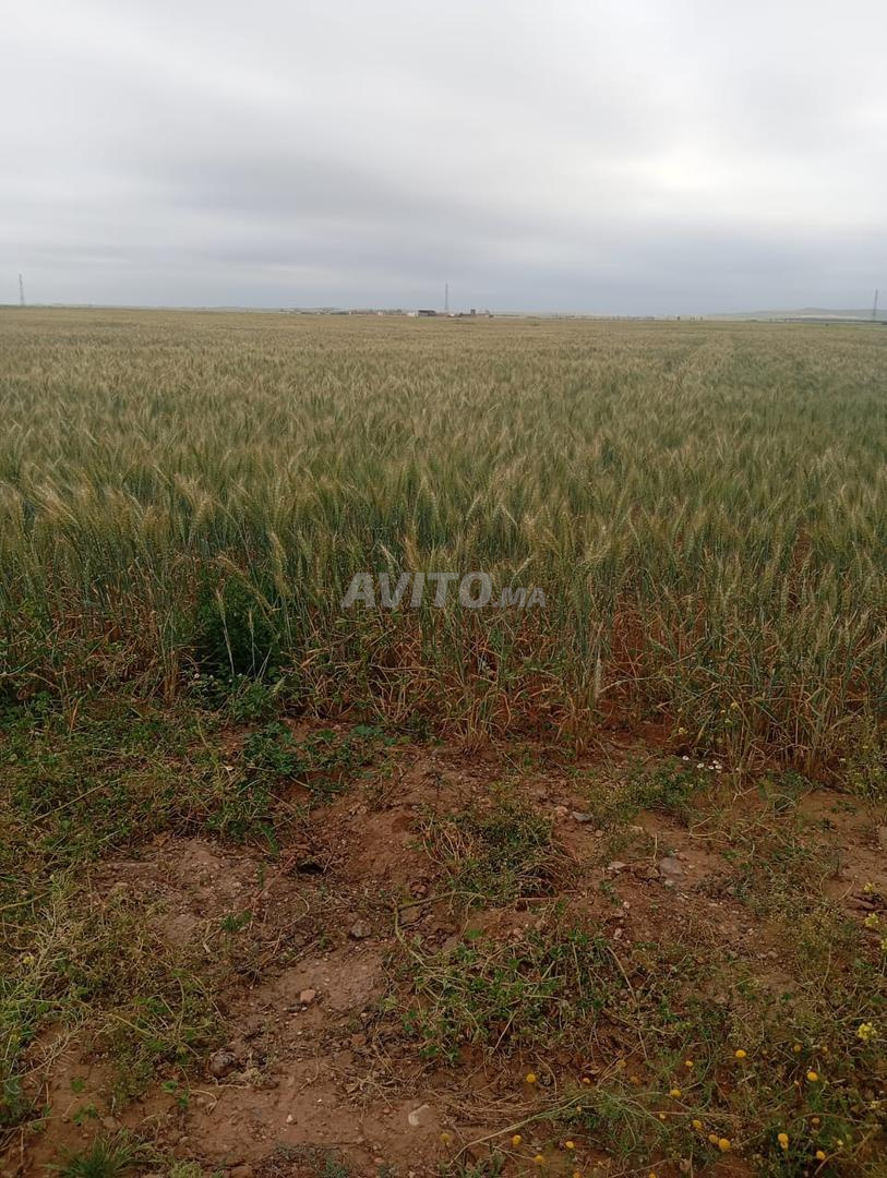 15 hectares agricoles à vendre