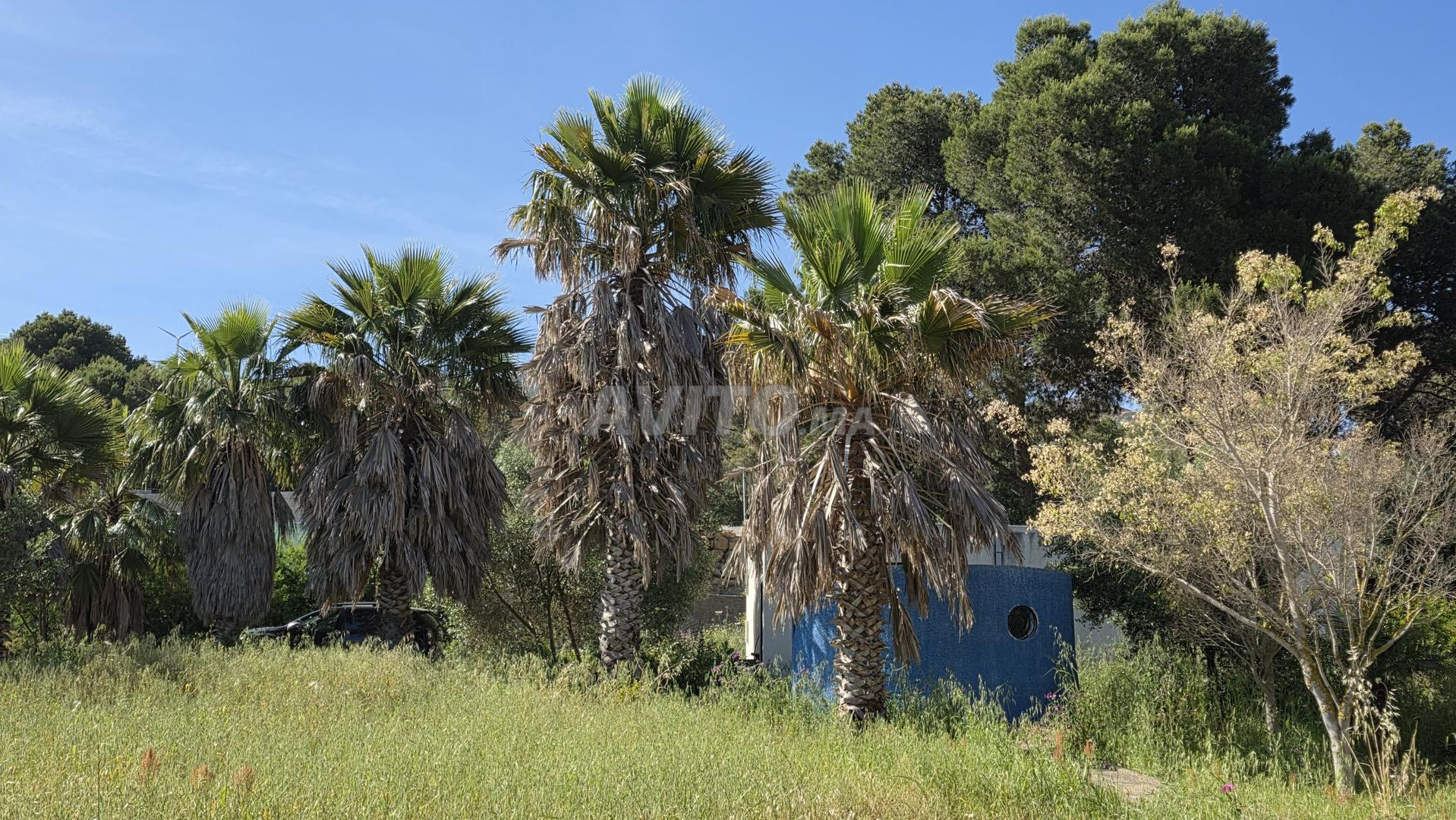 Palmier Washingtonia de 5m à vendre