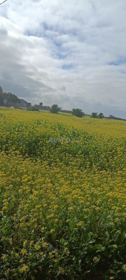 Terrain à vendre près de Marjane 17000 m²