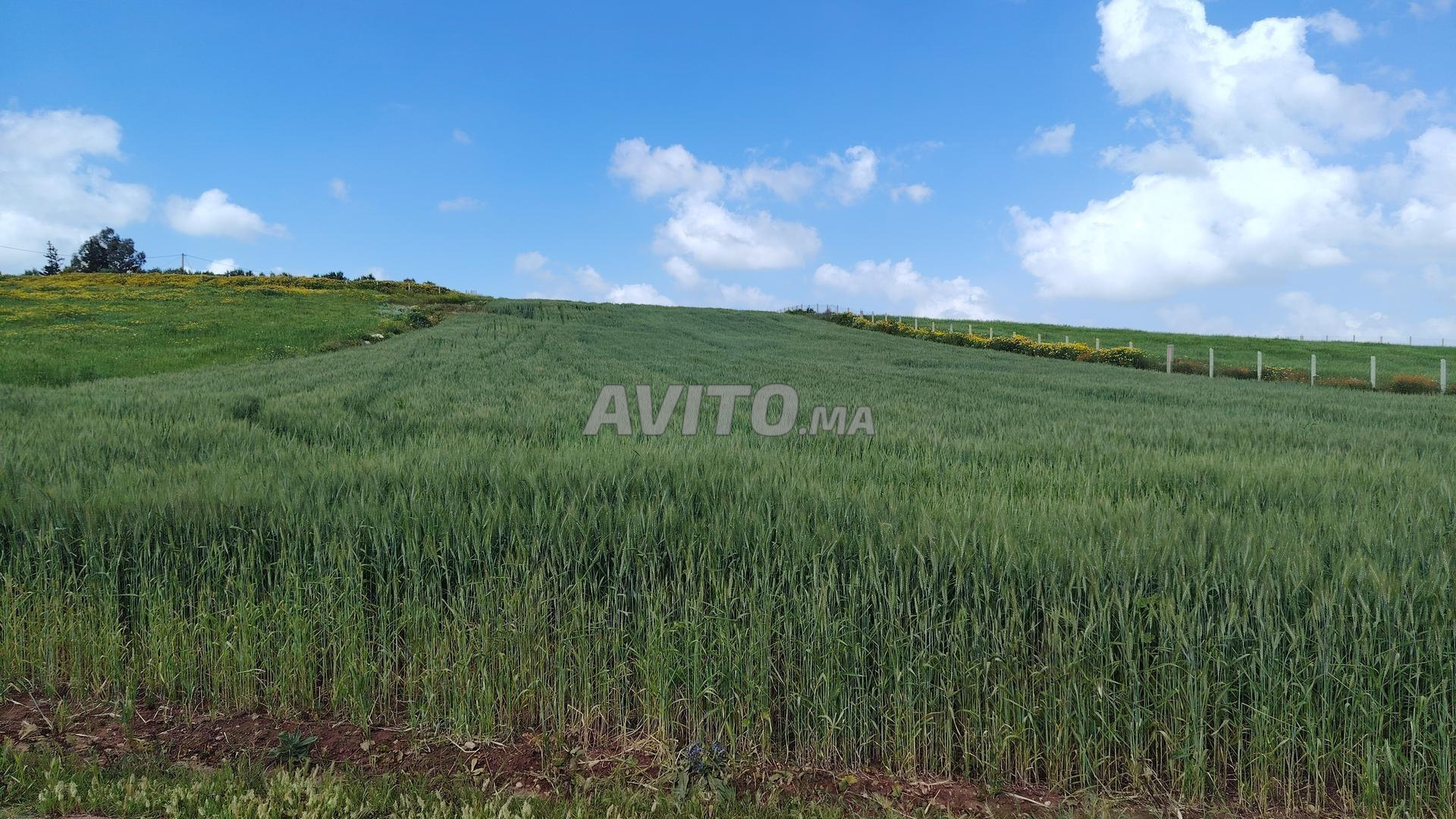 Terrains titrés Bir Jdid à vendre pour agriculture et investissement