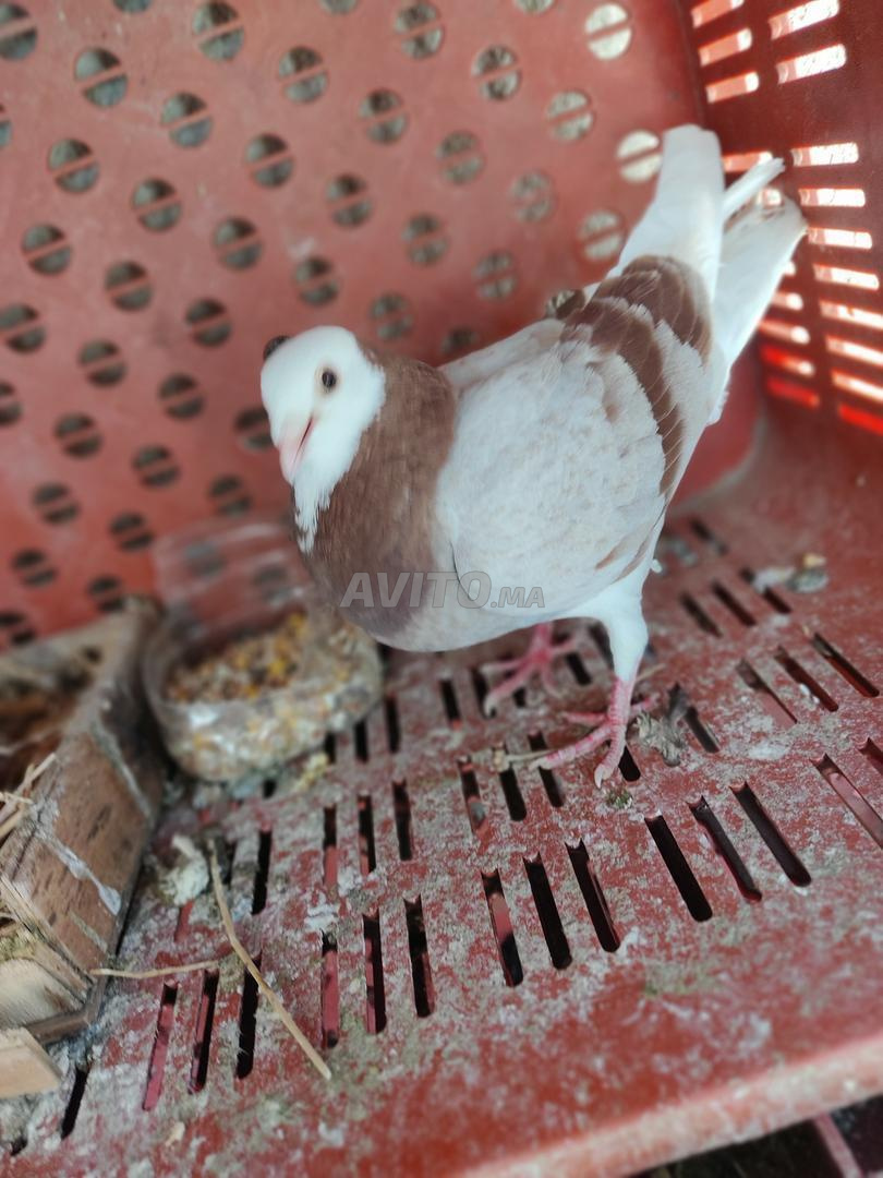 Vente de femelle pigeon Houayjouir mélangé