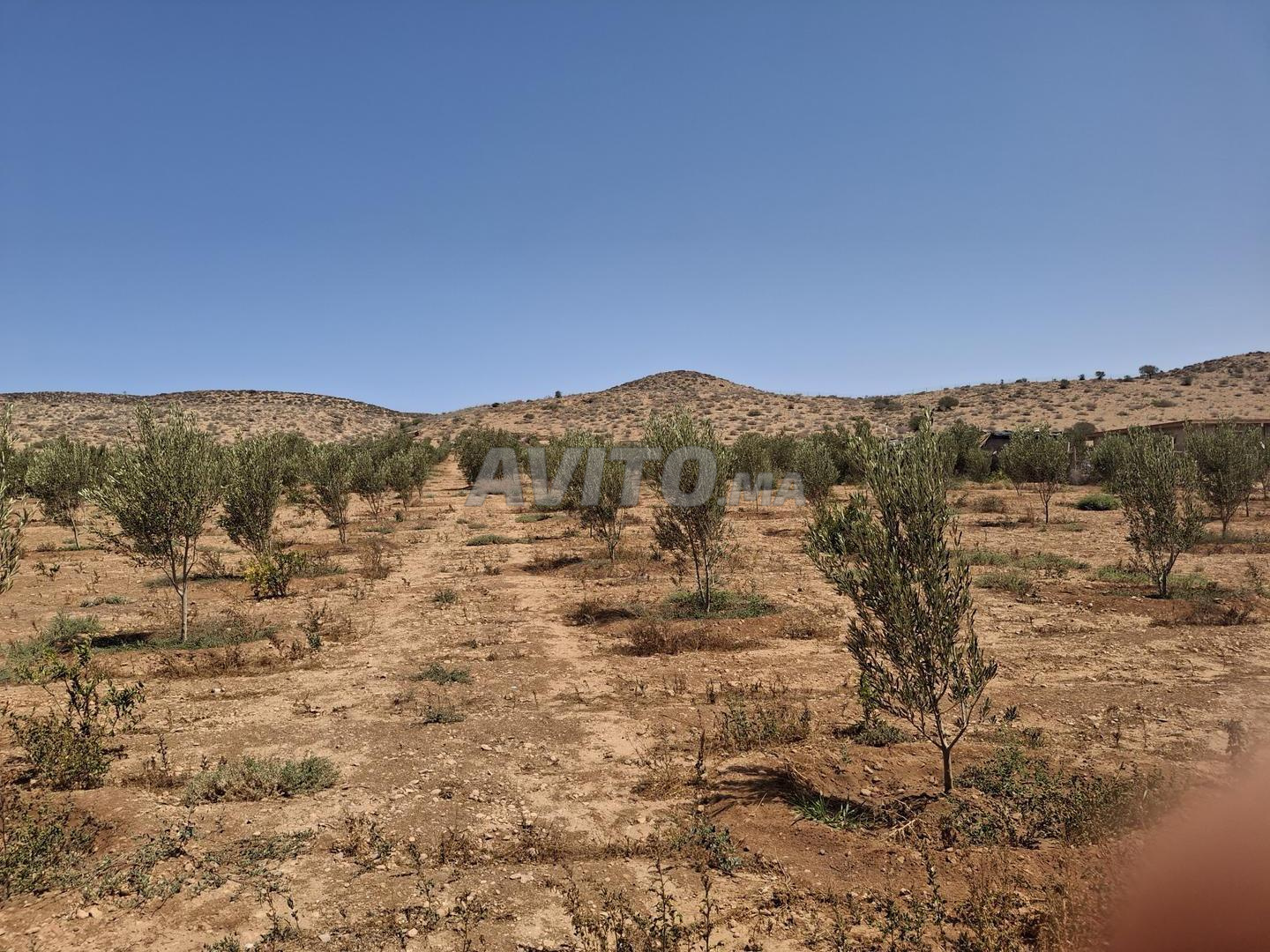 Terrain planté à vendre