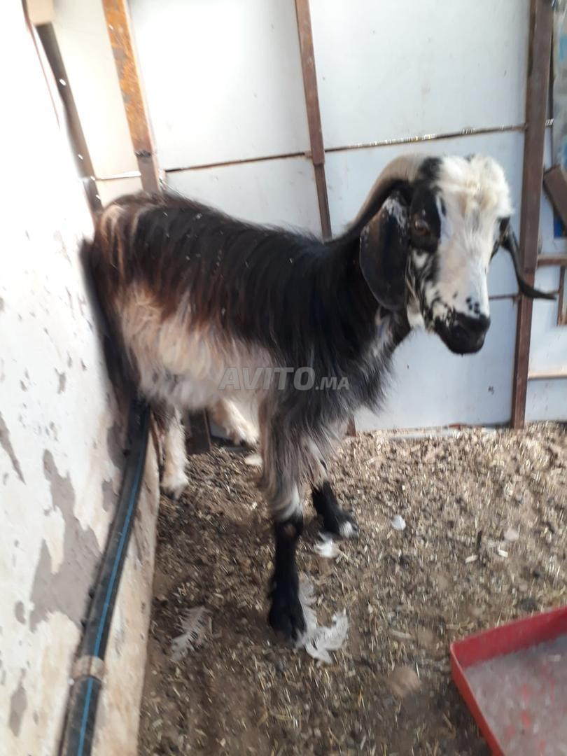 3 trouss tni beldi à vendre