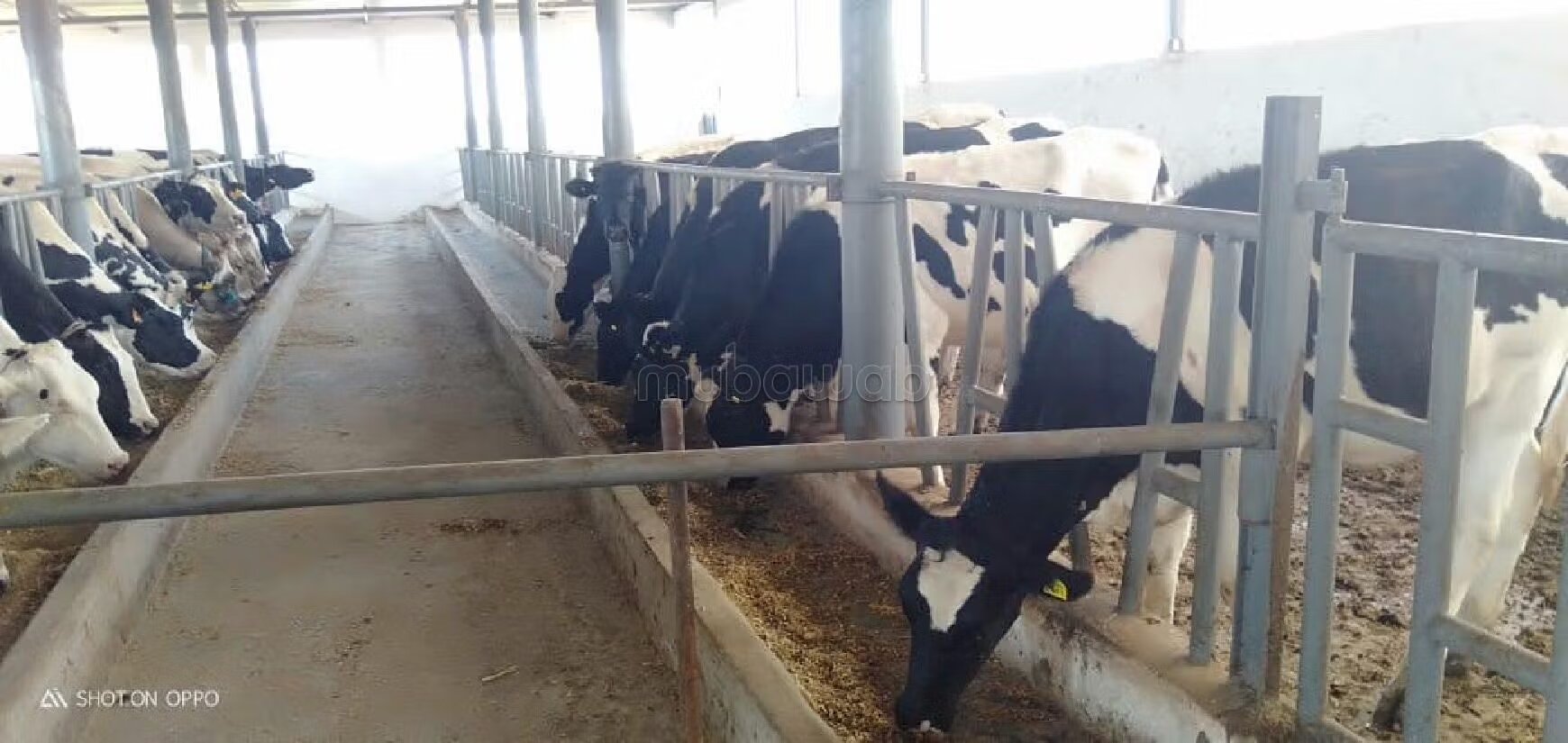Vente tres belle ferme à sidi yahya zaers