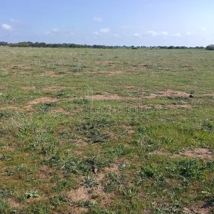 Terrain agricole 55 000 m² à vendre à El Mansouria — Photo 4