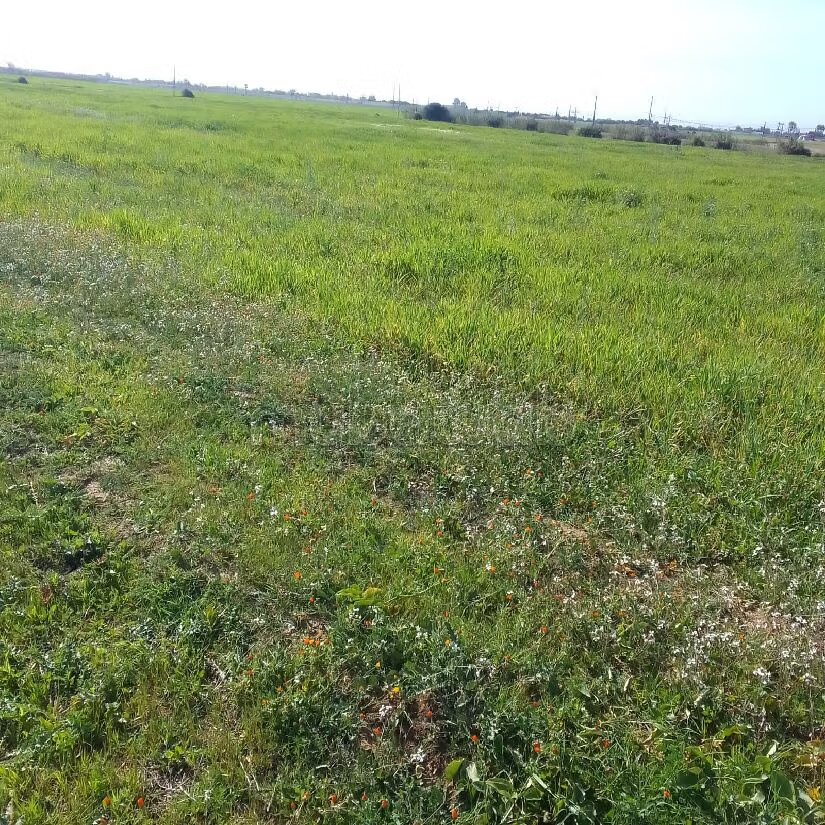 Terrain agricole 55 000 m² à vendre à El Mansouria — Photo 5