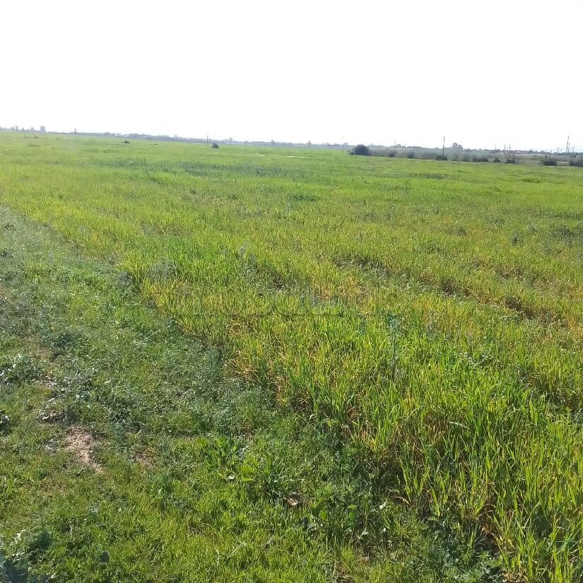 Terrain agricole 55 000 m² à vendre à El Mansouria — Photo 6