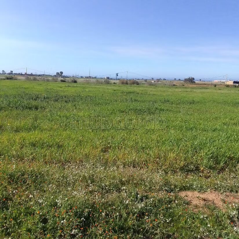 Terrain agricole 55 000 m² à vendre à El Mansouria — Photo 8