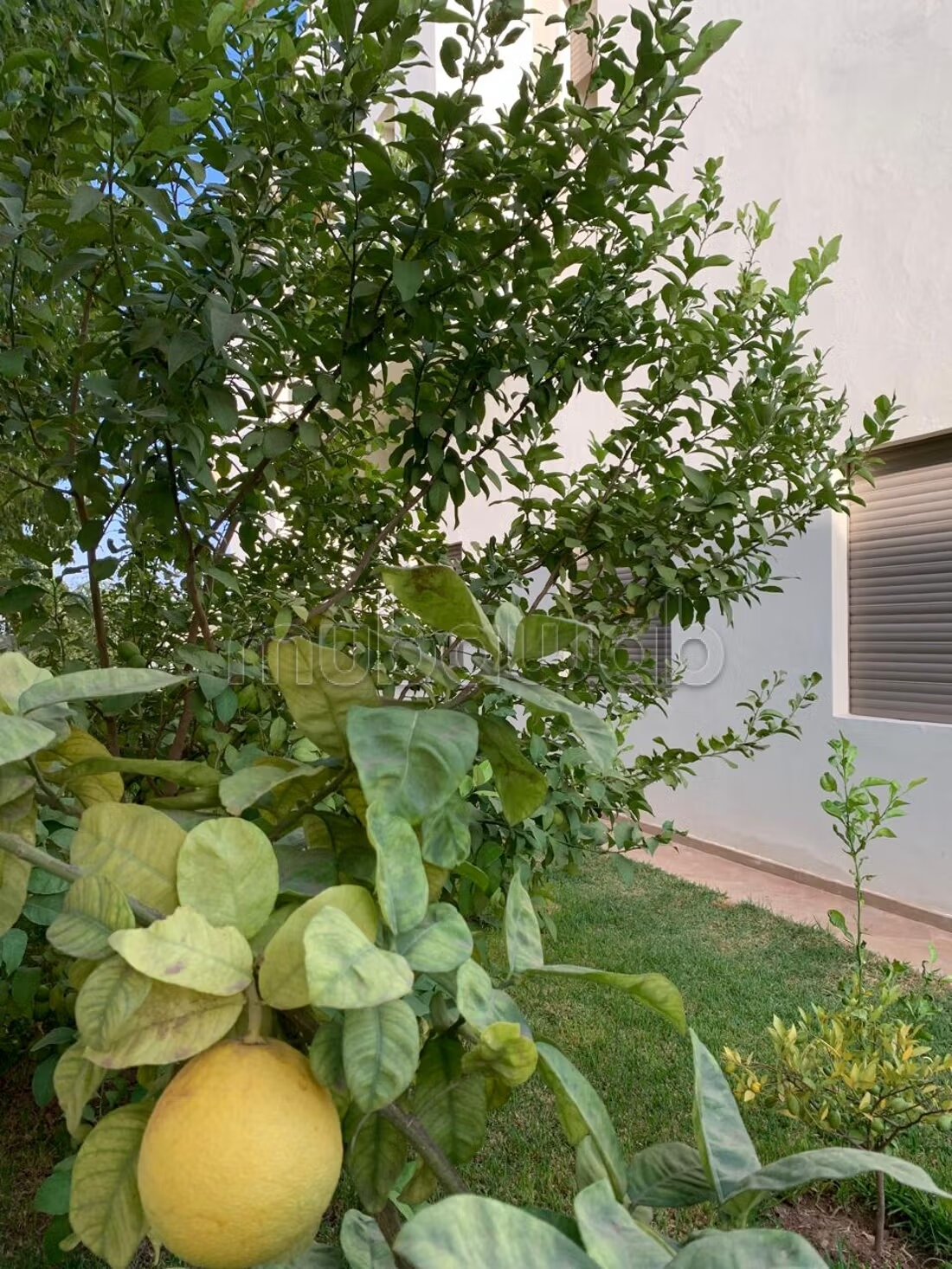 4-Bedroom Villa for Rent in Marrakech (Targa) — Photo 12