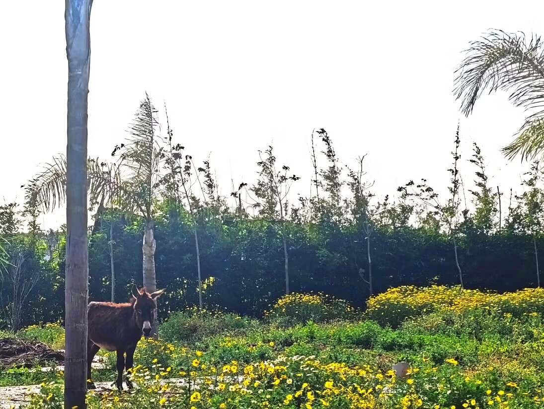 فيلا للإيجار في الرباط مع حوض سباحة وحديقة — Photo 17
