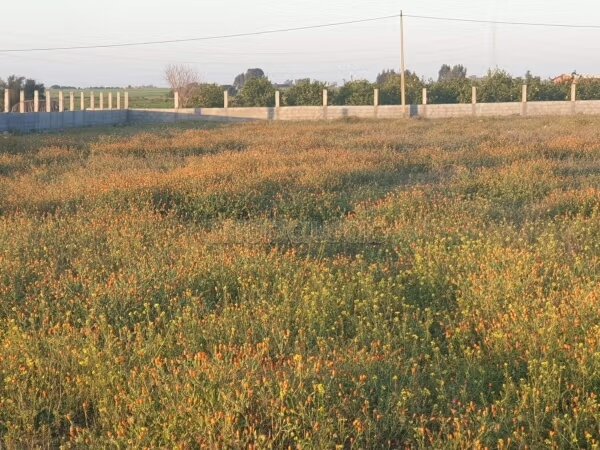 Land 18127 m² for sale in Casablanca — Photo 4