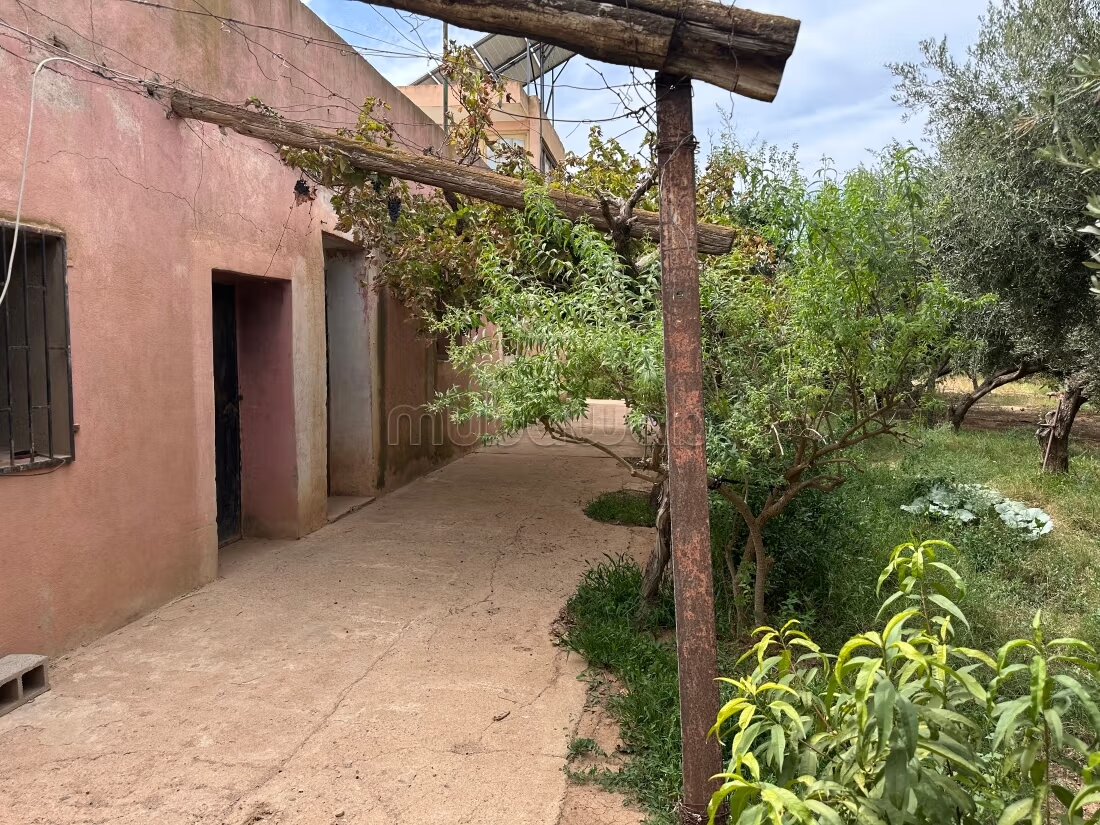 Ferme olives