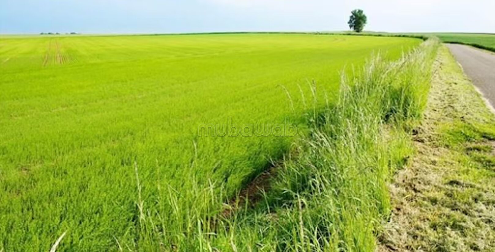 Terrain agricole de 17 hectares sur le goudron