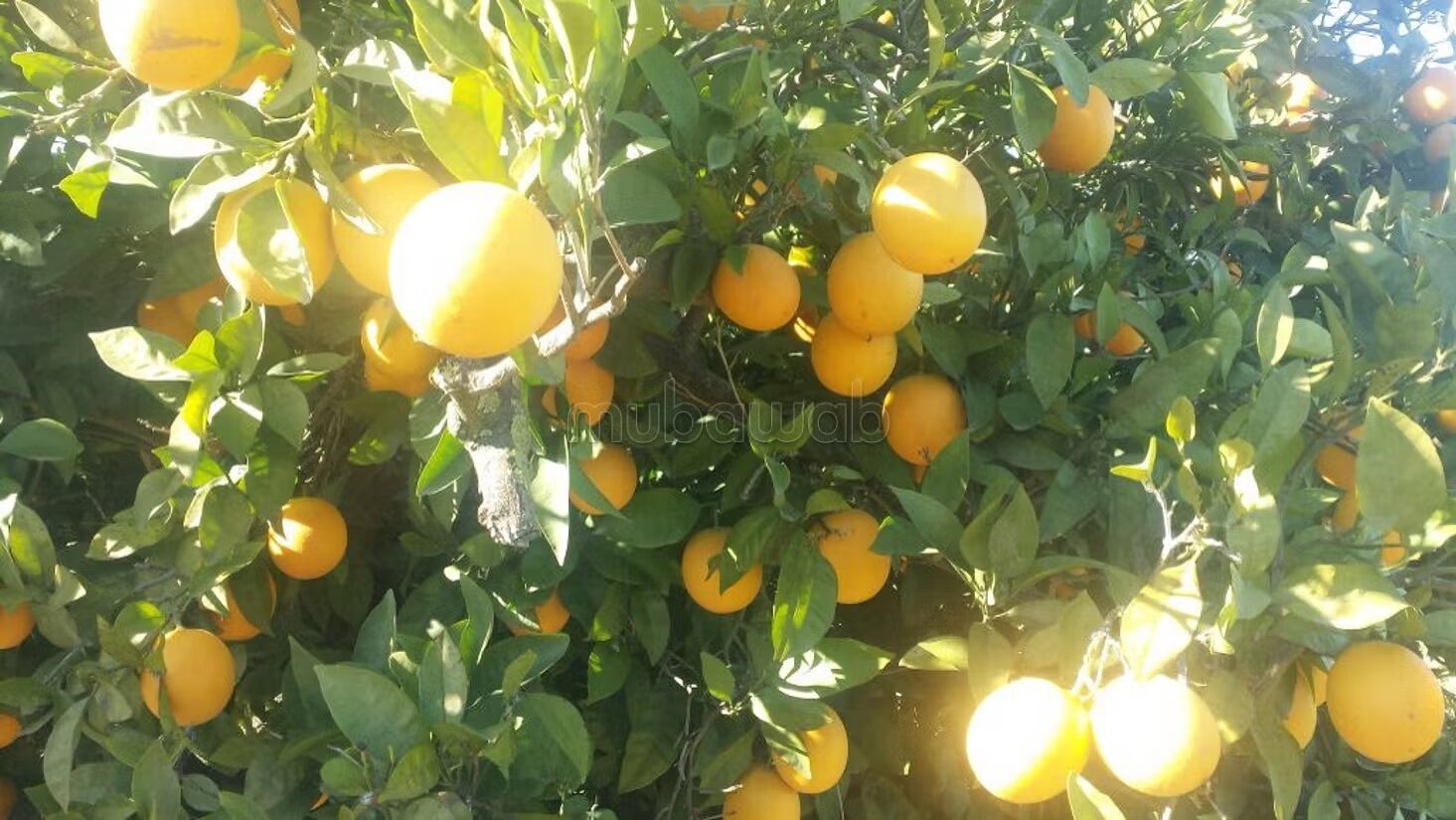 Une ferme de 286 hectares dans la region de Meknes