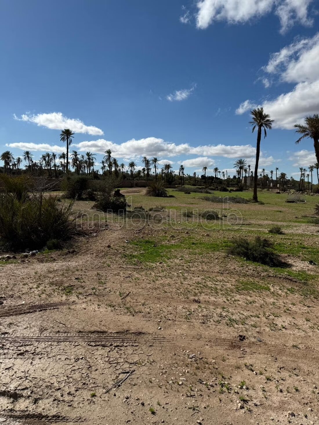 Land for Sale in the Palmeraie, Marrakech à Marrakech