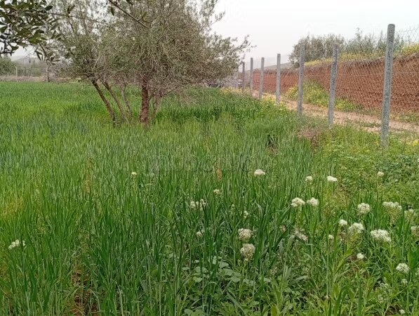 أرض 8 هكتار للبيع في مراكش — Photo 12