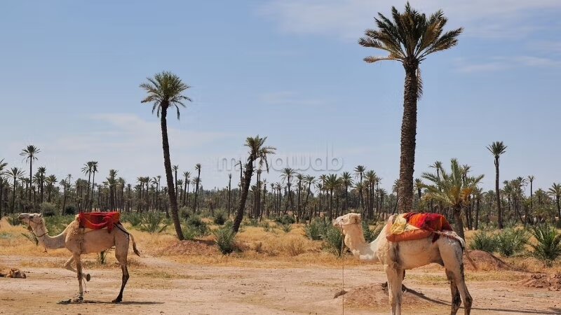 Terrain 400 m² à vendre à Marrakech (Ennakhil) — Photo 5