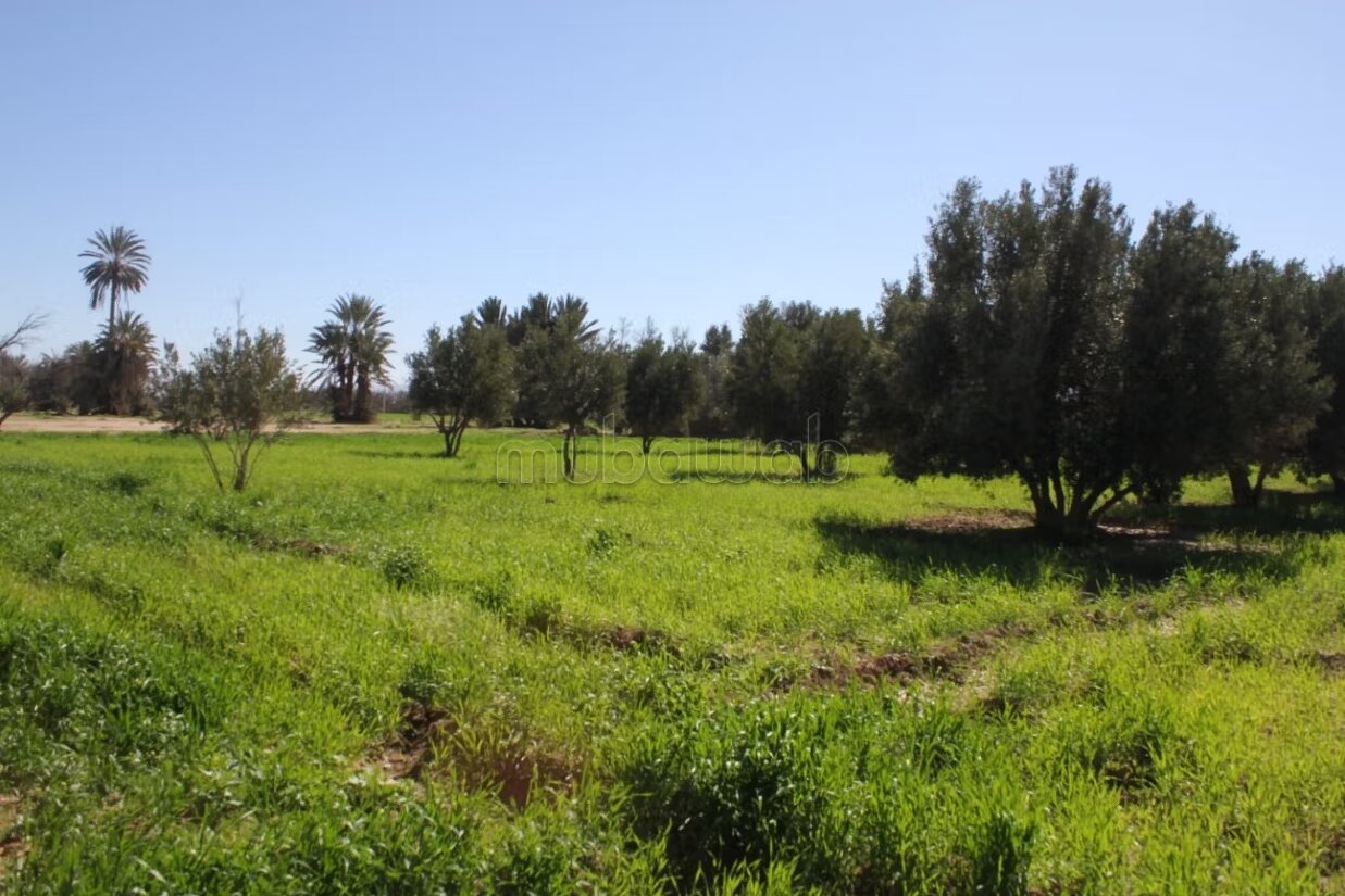 أرض 3500 متر مربع للبيع بأكادير — Photo 7
