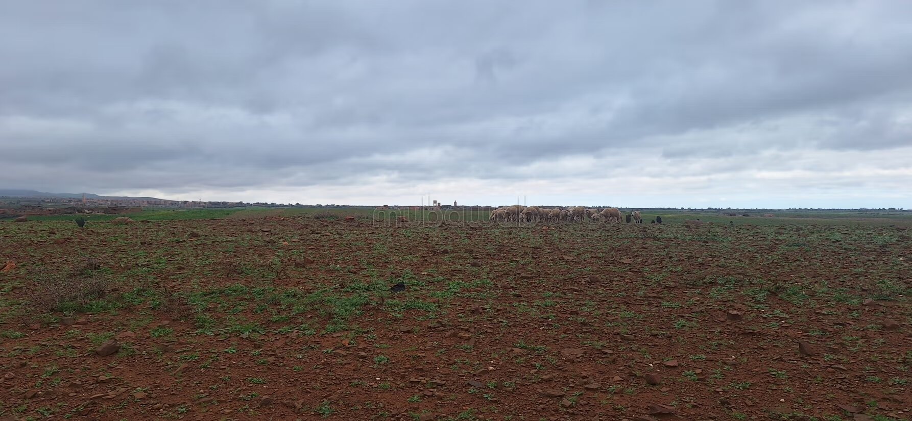 Agricultural land 3.7 ha for sale in Tahnaout — Photo 3