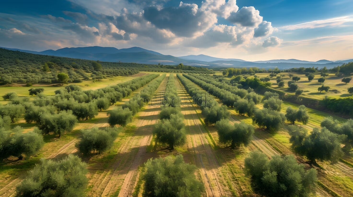 À VENDRE – Ferme d'oliviers 100 hectares