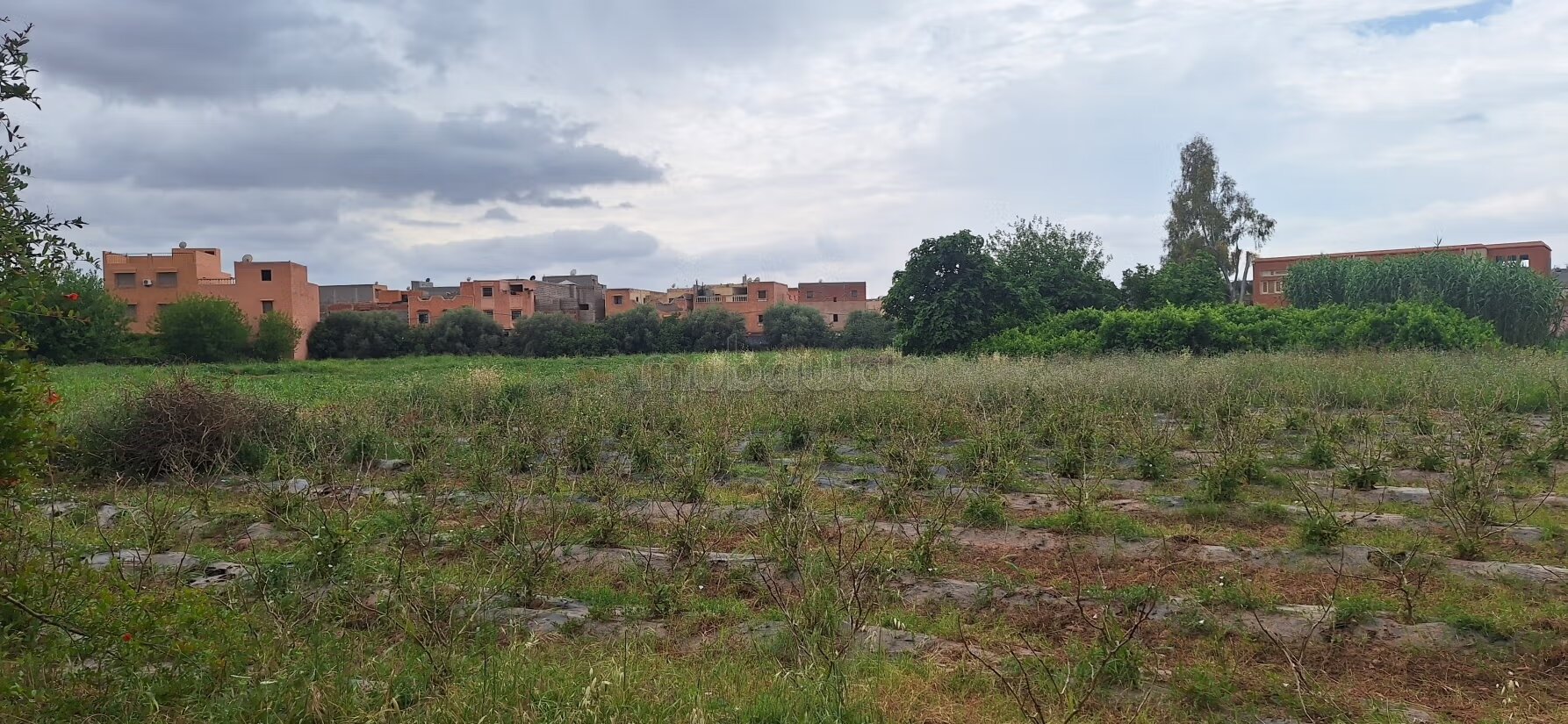 Terrain 6.5 Ha à Cherifia sur rte d'amezmiz