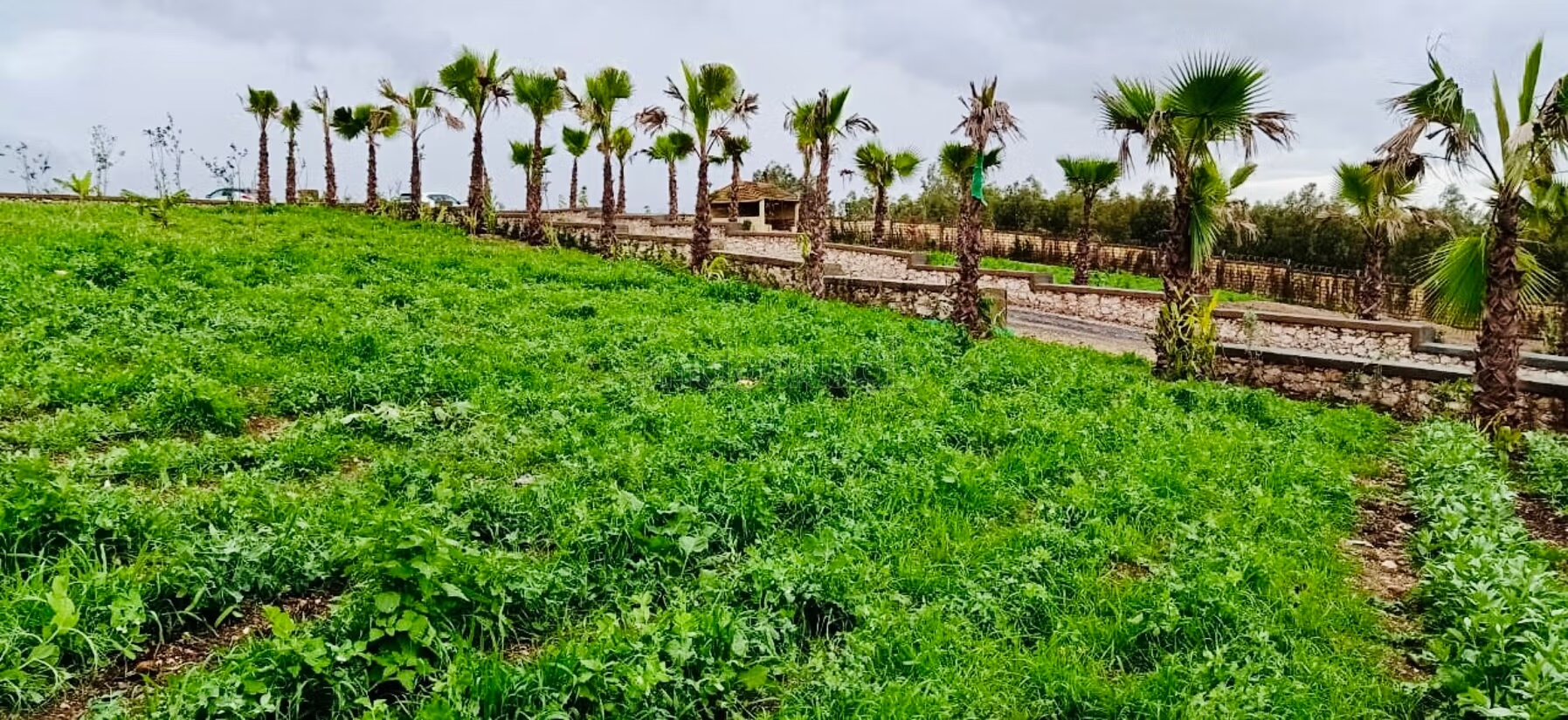 Ferme de 3 Ha titrée à la région d’El Jadida