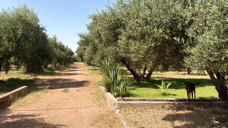 Terrain 632 m² à vendre à Marrakech – Royal Golf — Photo 3