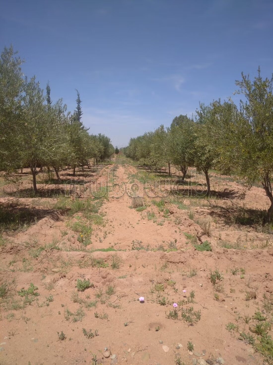 Terrain 1 ha à vendre à Marrakech – Sidi Abdella — Photo 90