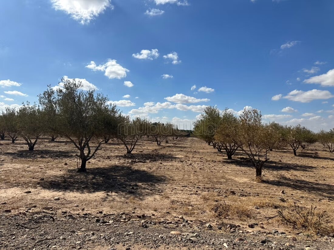 Terrain 1 ha à vendre à Marrakech – Sidi Abdella — Photo 113