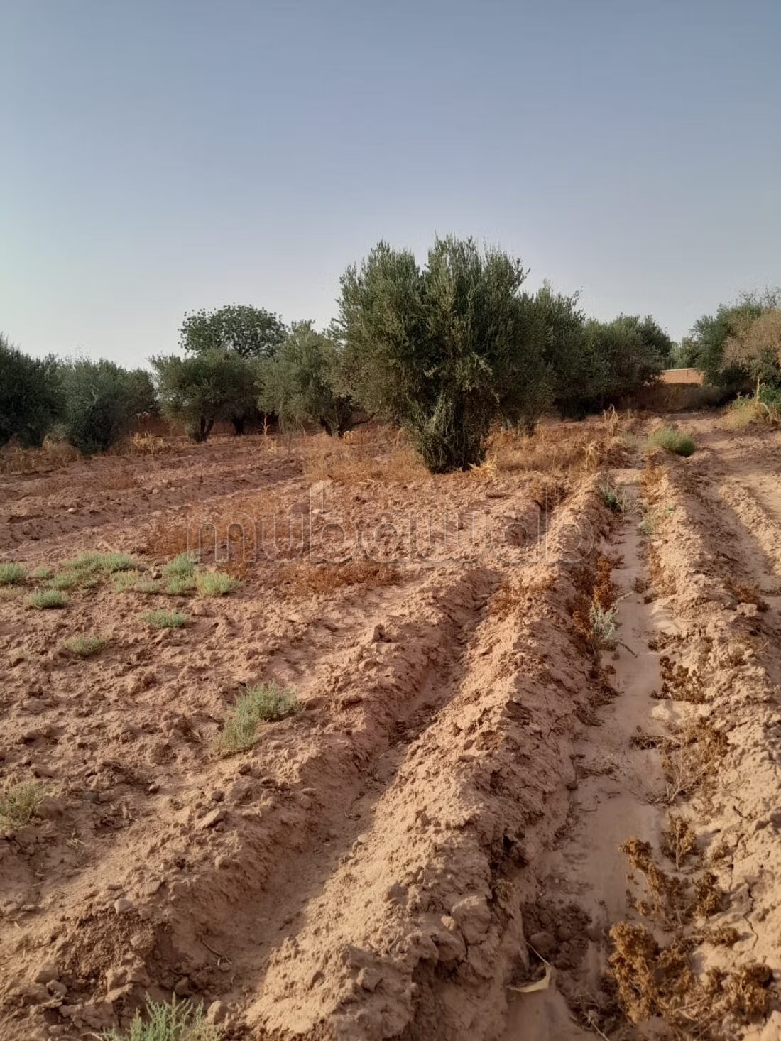 Terrain 1 ha à vendre à Marrakech – Sidi Abdella — Photo 132