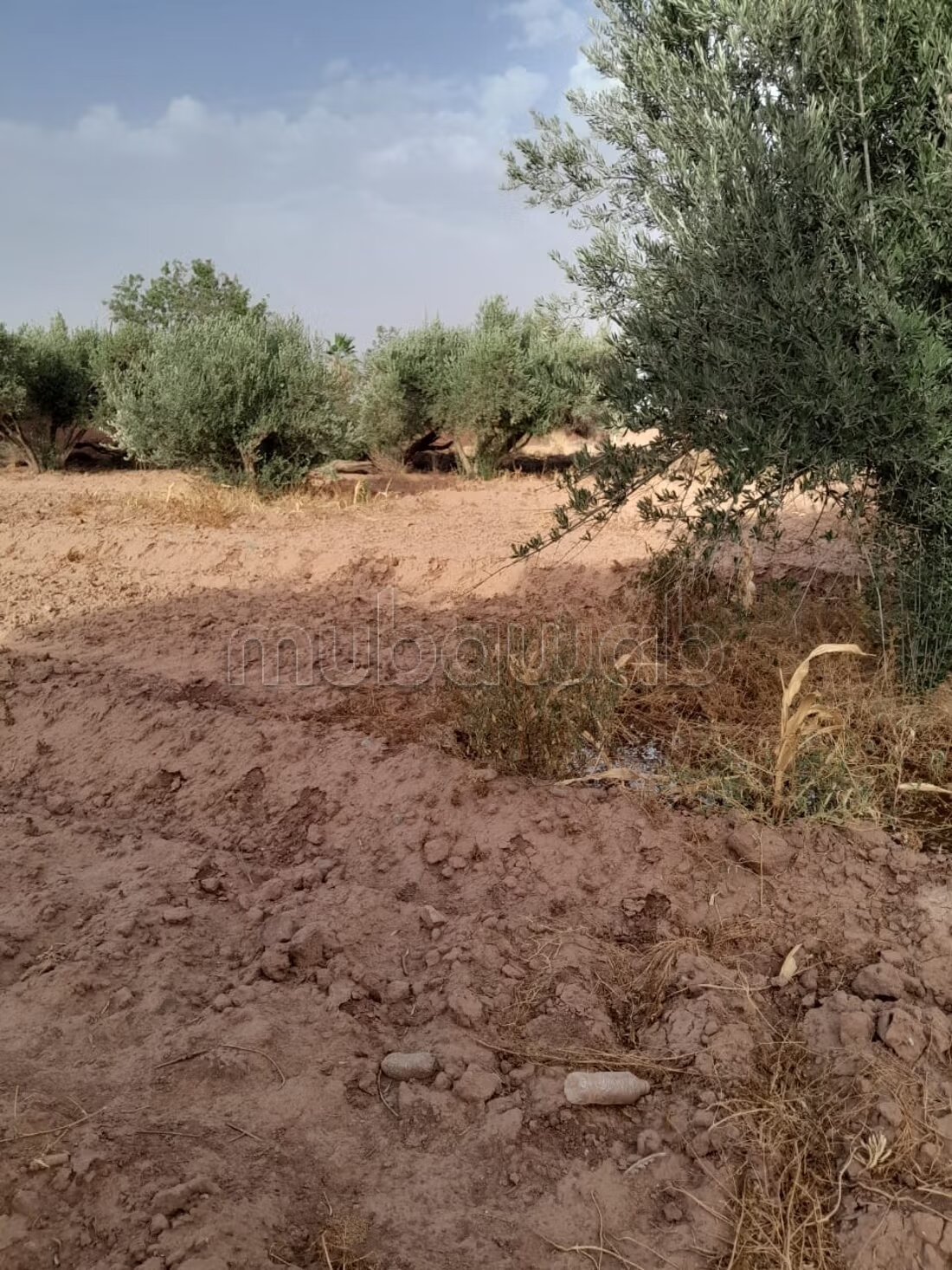 Terrain 1 ha à vendre à Marrakech – Sidi Abdella — Photo 134