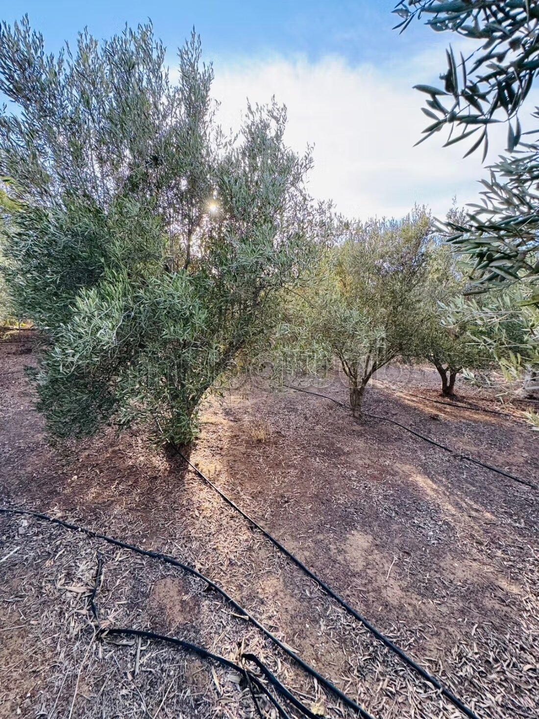 Plot 5000 m² for Sale in Rabat — Photo 5