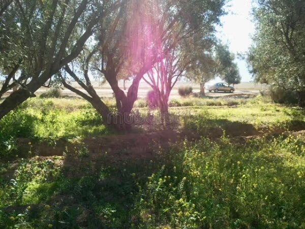 أرض 88 م² للبيع في أمزمز — Photo 3